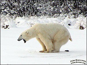 Click image for larger version

Name:	zIMG_2463-churchill-polar-bear-poop.jpg
Views:	340
Size:	96.7 KB
ID:	281