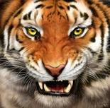 Tiger13's Avatar