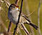 kinkysparrow's Avatar