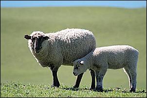 Click image for larger version

Name:	Sheep.jpg
Views:	95
Size:	26.2 KB
ID:	2325
