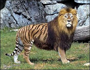 Click image for larger version

Name:	liger.jpg
Views:	74
Size:	44.3 KB
ID:	691