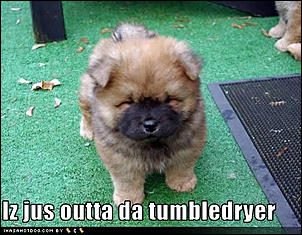 Click image for larger version

Name:	cute-puppy-pictures-outta-tumbledryer.jpg
Views:	109
Size:	37.8 KB
ID:	830
