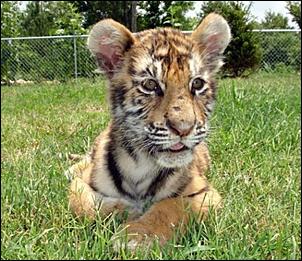 Click image for larger version

Name:	06tigers5.jpg
Views:	100
Size:	84.8 KB
ID:	831