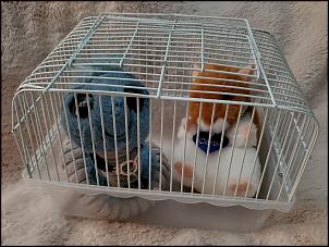 Click image for larger version

Name:	Caged rodents.jpg
Views:	146
Size:	77.5 KB
ID:	984