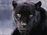 Black Panther's Avatar