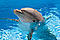 dolphins_r _rubbish's Avatar